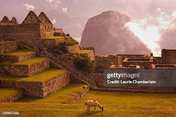 llama grazing at machu picchu - peruvian photos et images de collection