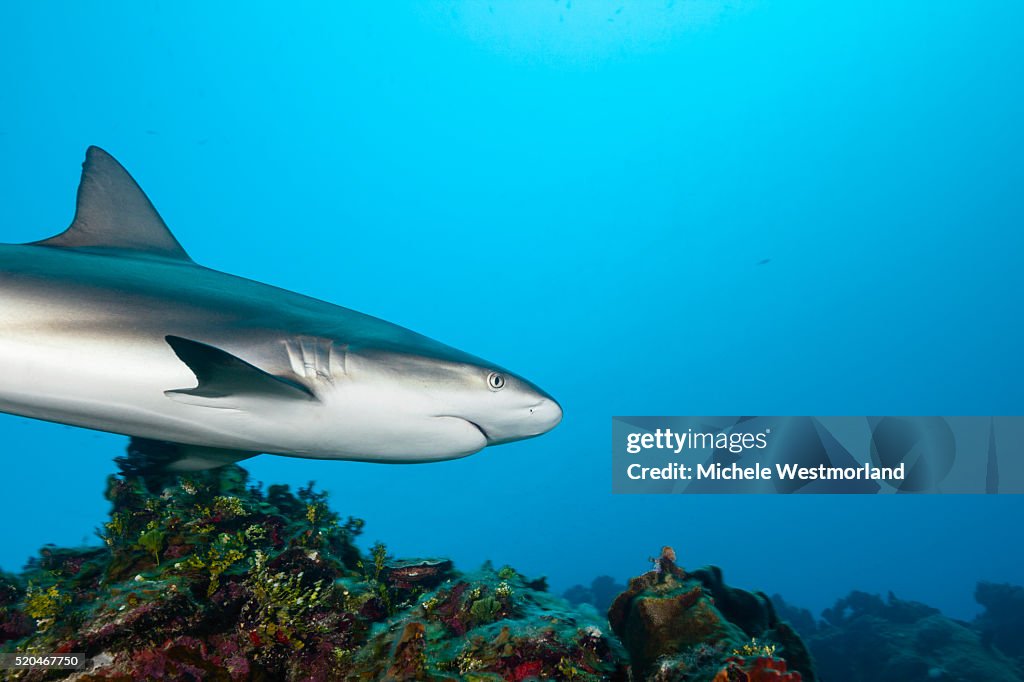 Caribbean Reef Shark, Caribbean