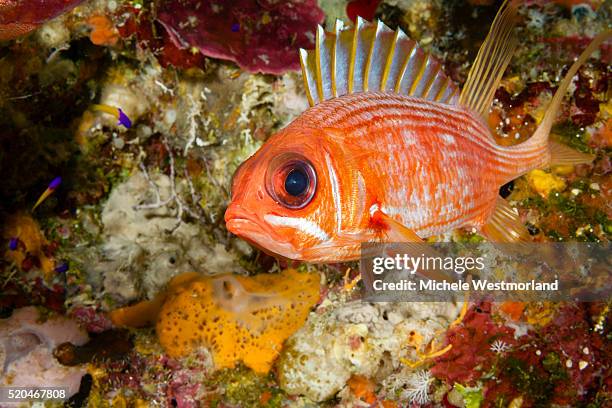 squirrelfish, caribbean - squirrel fish stock-fotos und bilder