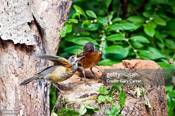 amercian robin - american robin stock pictures, royalty-free photos & images