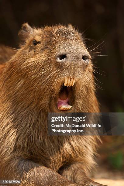 capybara, hydrochoerus hydrochaeris, in the jungle of the pantanal, brazil. - poncho fotografías e imágenes de stock