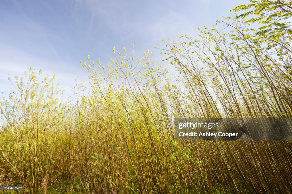 Willow trees being grown as bio-fuel next to the Steven's Croft power station in Lockerbie, UK.