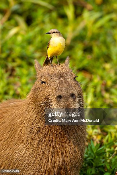 cattle tyrant, machetornis rixosus, riding on the head of a capybara, the world's largest rodent, moving through swampland. pantanal, brazil. tyrant flycatcher hunts for insects disturbed by the rodent. - poncho fotografías e imágenes de stock