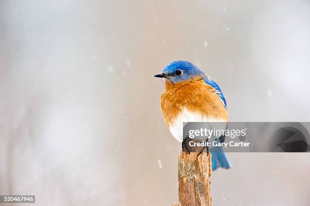 eastern bluebird - eastern bluebird stock-fotos und bilder