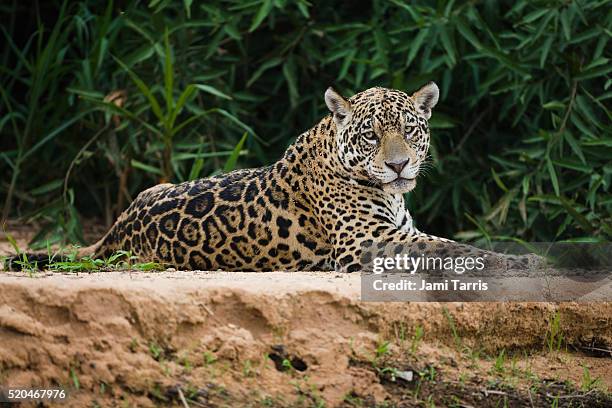 a jaguar rests on a sand bank - jaguar stockfoto's en -beelden