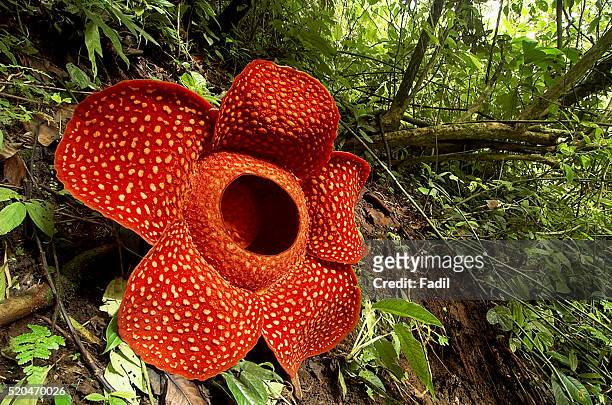 rafflesia flower in west sumatra - sumatra indonesia stockfoto's en -beelden