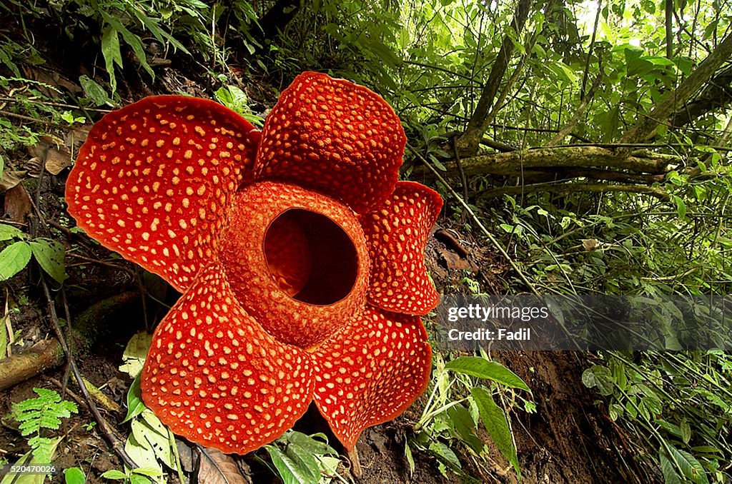 Rafflesia flower in West Sumatra