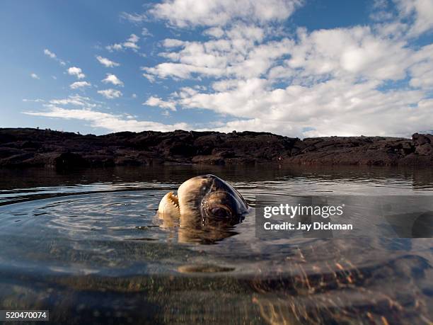 sea turtle reaching for air - galapagos isle stock-fotos und bilder