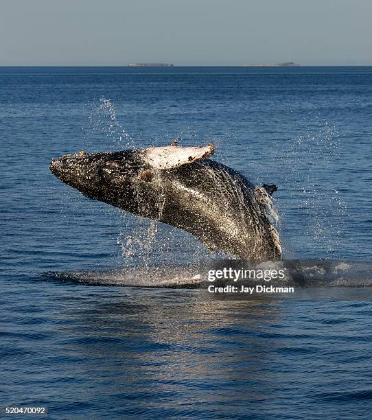 Breaching Breaching Whales Photos and Premium High Res Pictures - Getty Images