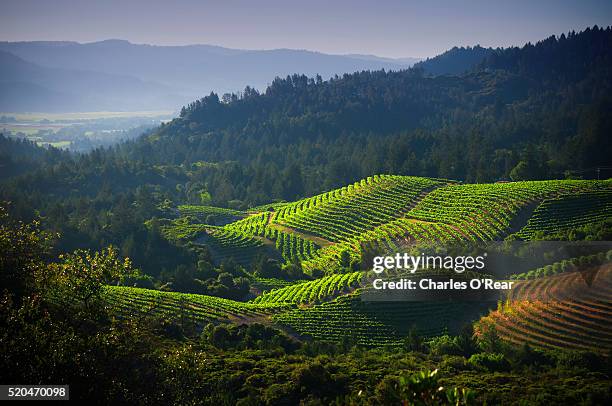 diamond mountain - wineyard stockfoto's en -beelden