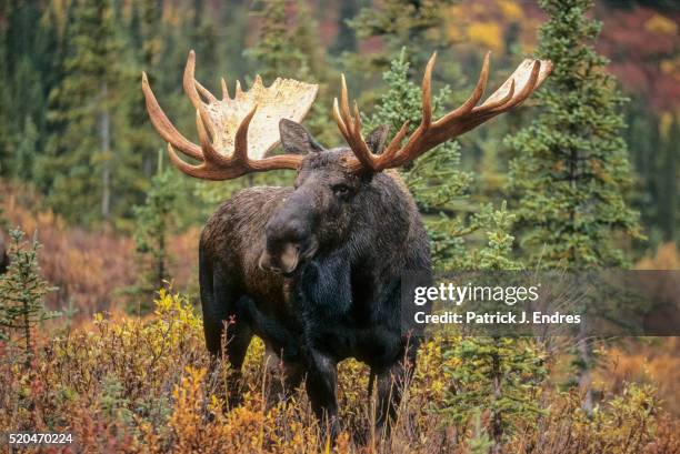 large bull moose - elk stock-fotos und bilder