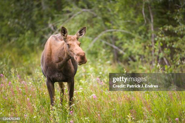 cow moose stands in fireweed. - alce fotografías e imágenes de stock