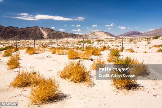 tumbleweed growing in the mojave desert in california, usa. - tumbleweed stock pictures, royalty-free photos & images