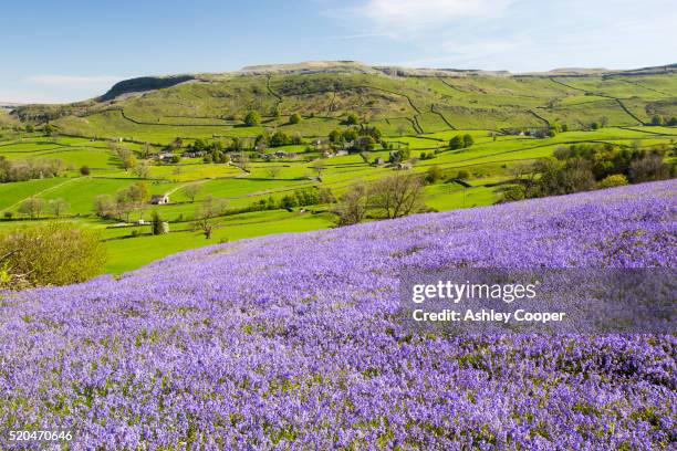 bluebells growing on a limestone hill in the yorkshire dales national park, uk. - bluebell stockfoto's en -beelden