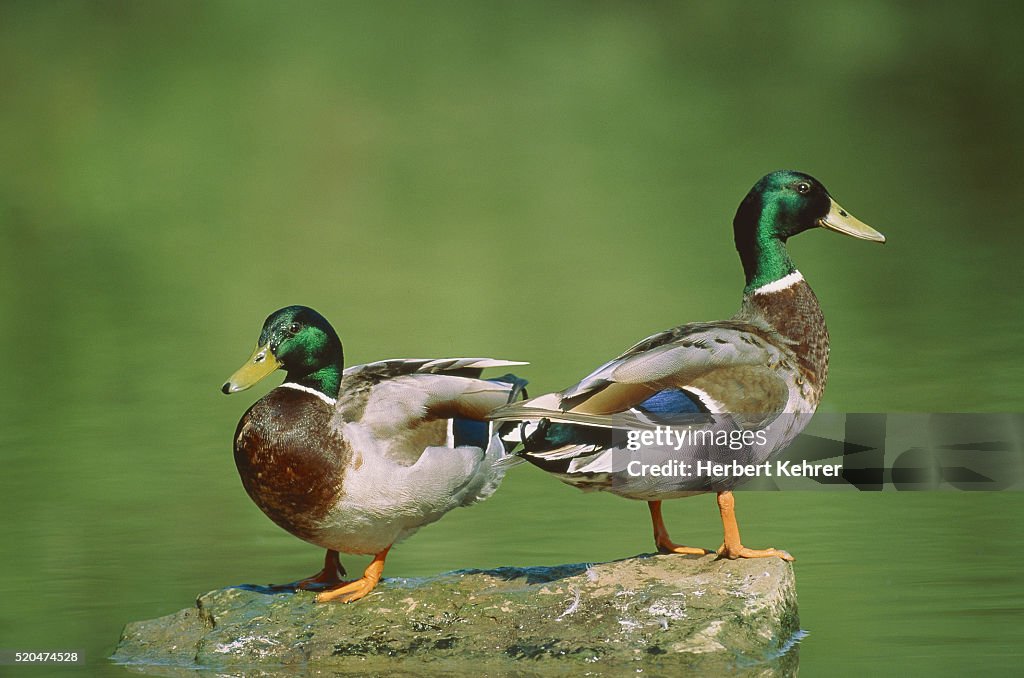 Two mallards standing on a stone