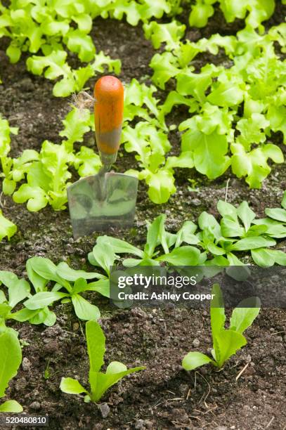 lettuce growing in home greenhouse - lettuce stock pictures, royalty-free photos & images