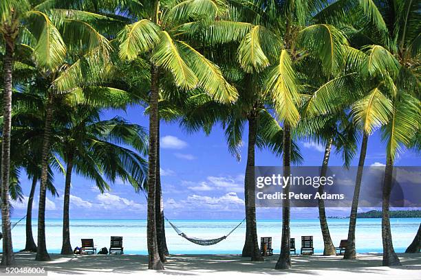 aitutaki, cook islands, new zealand - hammock no people stock pictures, royalty-free photos & images