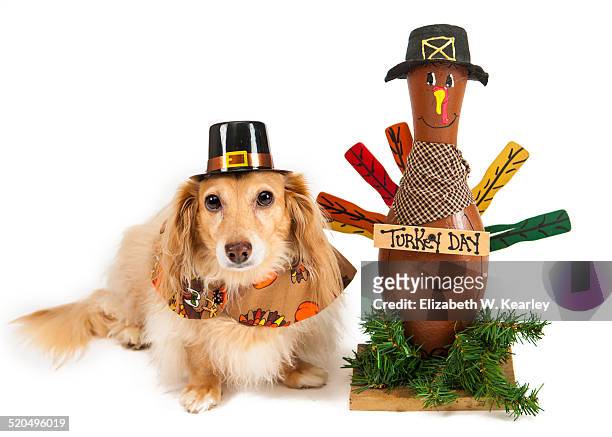 dog with thanksgiving turkey - dog thanksgiving stock pictures, royalty-free photos & images