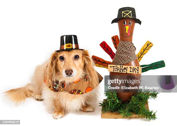 dog with thanksgiving turkey - dog thanksgiving - fotografias e filmes do acervo