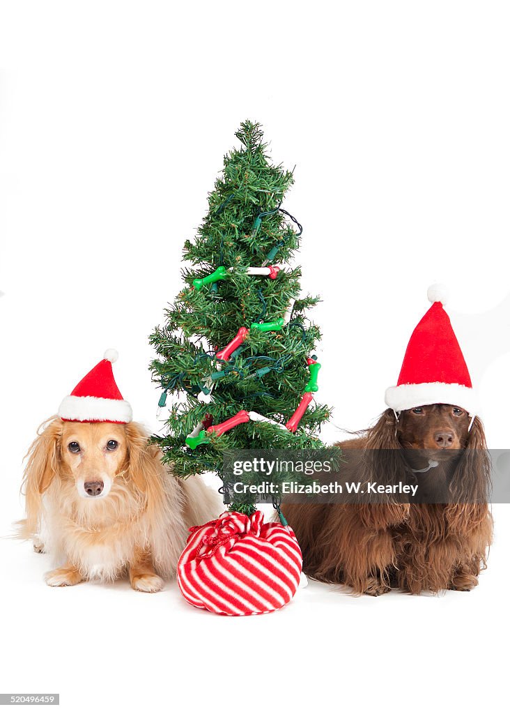 Two dogs by Christmas tree
