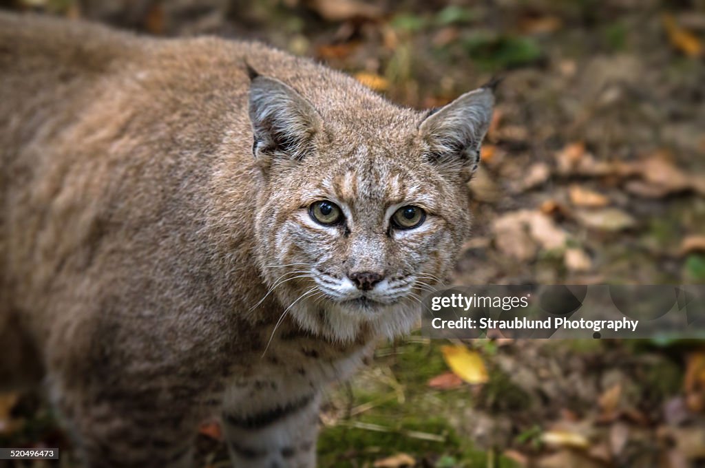 Bob Cat Stare