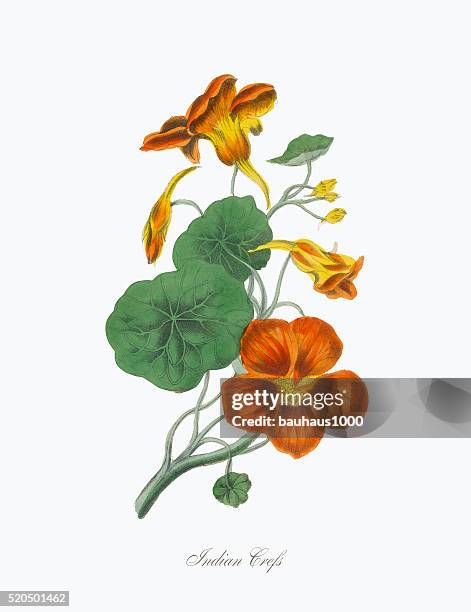 ilustraciones, imágenes clip art, dibujos animados e iconos de stock de victoriana botánico crefs ilustración de la india - nasturtium