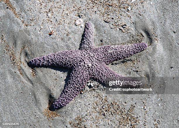 purple starfish - tube feet stock pictures, royalty-free photos & images