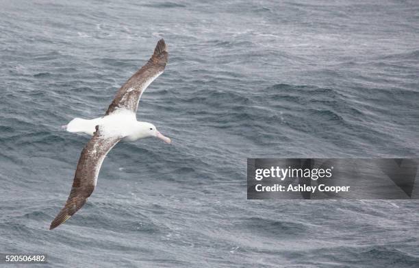 a southern royal albatross, diomedea epomophora, soaring in the drake passage, sub antartcic. - diomedea epomophora stock pictures, royalty-free photos & images