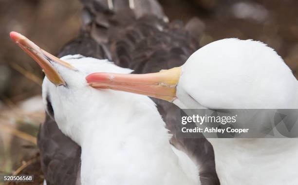 a pair of black browed albatross (thalassarche melanophris) allopreening to reinforce the pair bond - preen stock pictures, royalty-free photos & images
