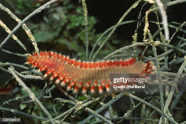 Fireworm Larvae 191 Fireworm Stock Photos, High-Res Pictures, and Images - Getty Images