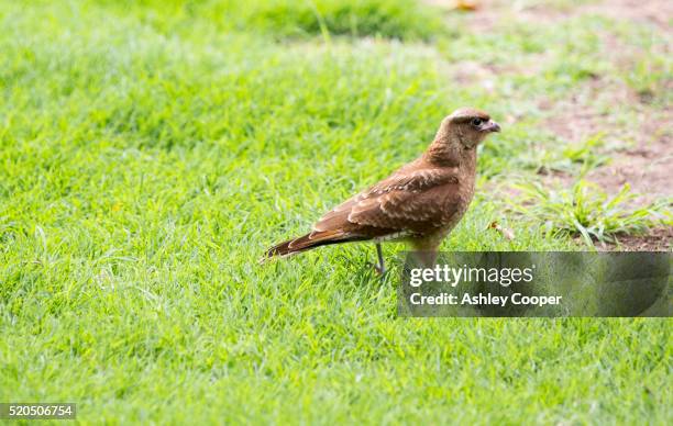 a chimango caracara, milvago chimango in the costanera sur nature reserve - chimango caracara stock pictures, royalty-free photos & images