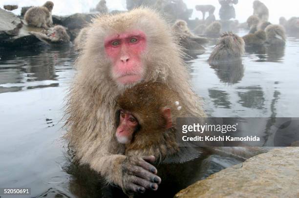 Japanese Macaque monkies enjoy a dip in the hot springs at Jigokudani-Onsen on January 23, 2005 in Jigokudani, Nagano-Prefecture, Japan. Japanese...