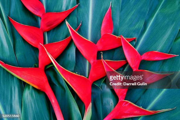 red heliconia flowers - hawaiian heliconia stock pictures, royalty-free photos & images