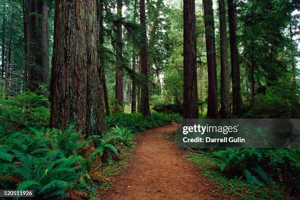 trail at prairie creek redwoods state park - prairie creek state park stock pictures, royalty-free photos & images