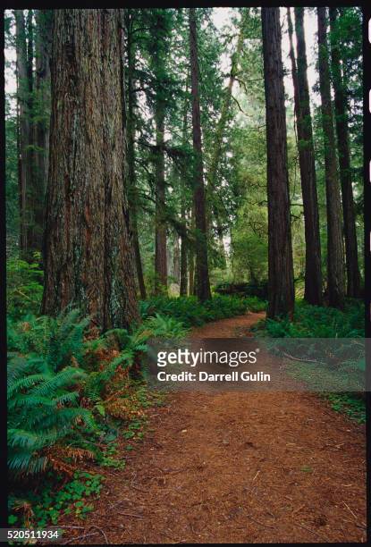 trail at prairie creek redwoods state park - prairie creek state park stock pictures, royalty-free photos & images
