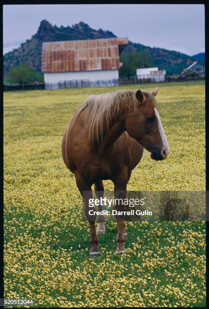 horse in tidy tips - layia platyglossa - fotografias e filmes do acervo