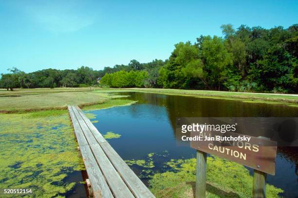 jungle gardens alligator swamp - alligator stock pictures, royalty-free photos & images