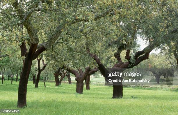 cork trees in portugal - cork tree fotografías e imágenes de stock