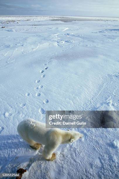 polar bear and tracks in snow - bear tracks bildbanksfoton och bilder