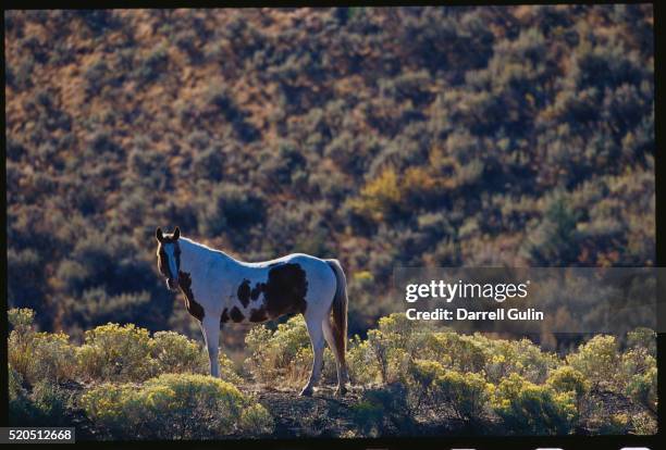 horse standing in rabbit brush - rabbit brush stock pictures, royalty-free photos & images
