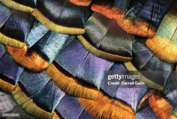 detail of a turkey feather - turkey feathers 個照片及圖片檔