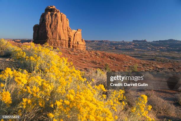 rabbit brush and the organ sandstone formation - rabbit brush stock pictures, royalty-free photos & images