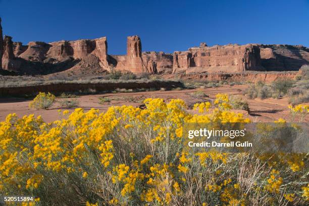 rabbit brush and mesas - rabbit brush stock pictures, royalty-free photos & images