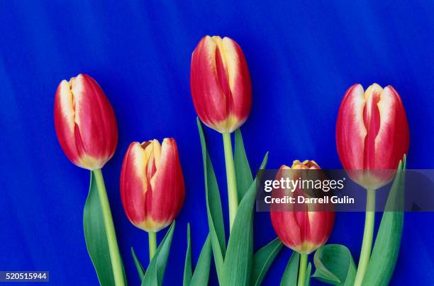 tulips with blue backdrop - washington state foto e immagini stock