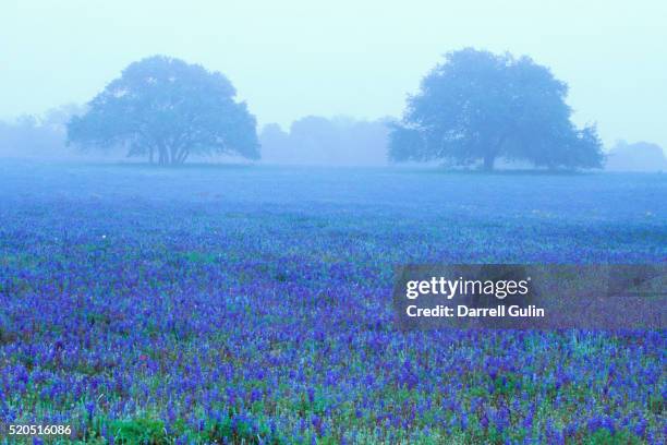 field of bluebonnets - texas bluebonnet stock pictures, royalty-free photos & images