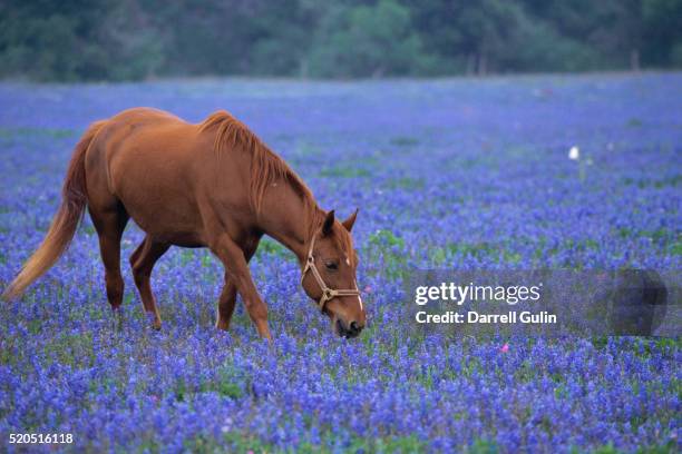 horse grazing among bluebonnets - texas bluebonnet stock pictures, royalty-free photos & images