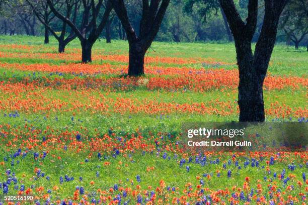 field of bluebonnets and indian paintbrush - texas bluebonnets stock pictures, royalty-free photos & images