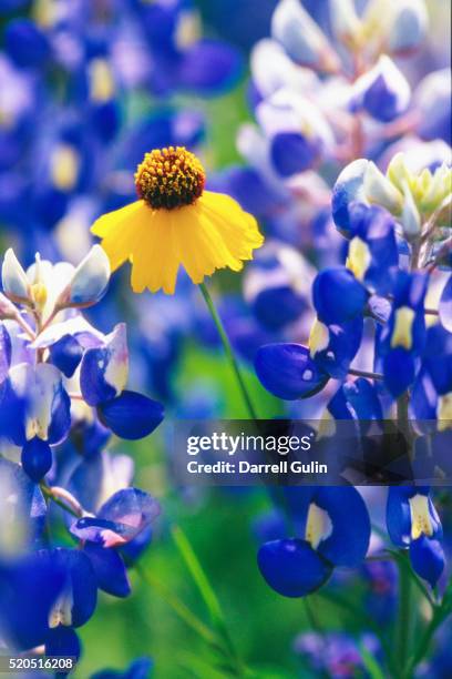 coreopsis and bluebonnets - garden coreopsis flowers stock pictures, royalty-free photos & images