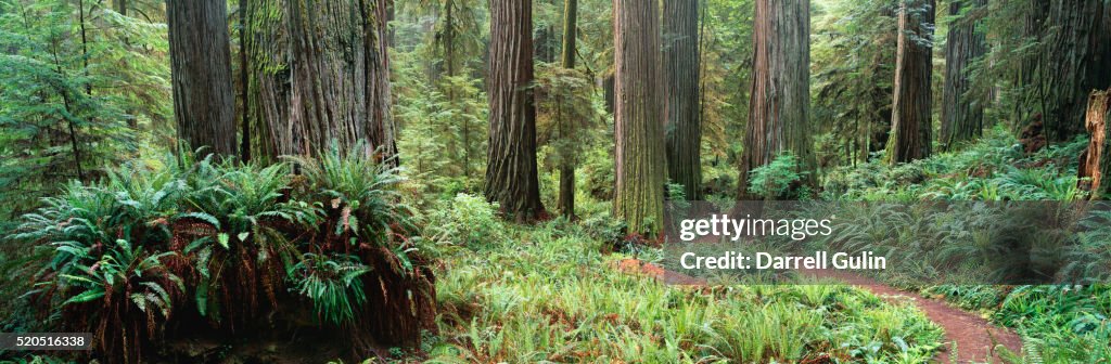 Trail in Jedediah Smith Redwoods State Park