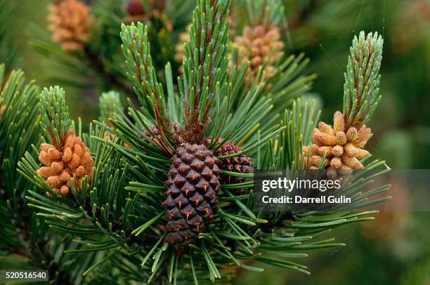 lodgepole pine branch with cones - kiefer stock-fotos und bilder